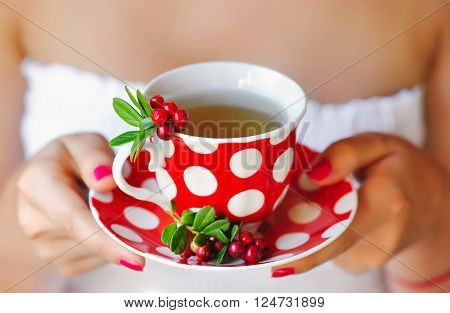 Cowberry (Vaccinium vitis-idaea) tea in woman hands