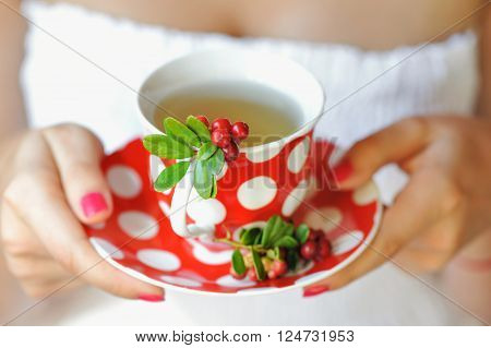 Cowberry (vaccinium Vitis-idaea) Tea In Woman Hands
