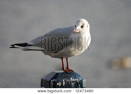 カモメ - Larus Canus