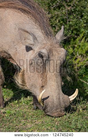 Wathog with sharp tusks and coarse body hair