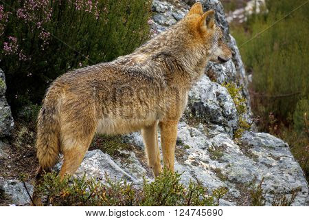 Whole wet Canis Lupus Signatus over rocks looking at the horizon, side view