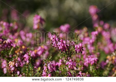 Heather (Calluna vulgaris). Focused on one flower spike in the foreground. The background is blurred out setting the stage for the flowers in the foreground.
** Note: Shallow depth of field