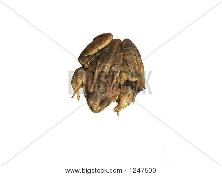 Sapo
