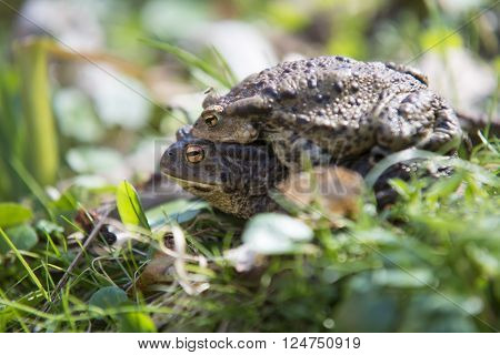 Portait of a pair of mating Common Toad during spring migration