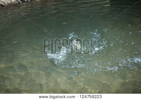 Fish In Cave Eating Feed At Meahongson Provience
