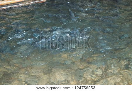 Fish In Cave Eating Feed At Meahongson Provience