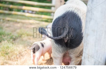 Selective focus point , on ass boar