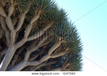 Dragon Tree