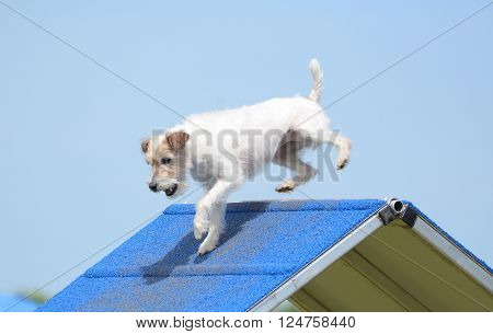 Lake ELMO, MN - JUNE 8 2016: Jack Russell Terrier Climbing an A-frame at Dog Agility Trial