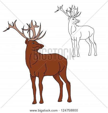 The deer image. The contour of the reindeer and colored drawing of a deer. On white background vector