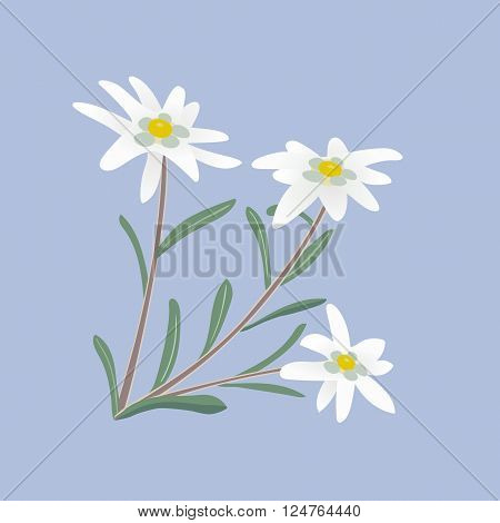 Edelweiss flowers. Alpine white  flowers. Vector illustration.