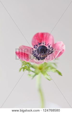 anemone flower