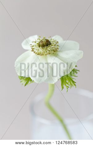 anemone flower