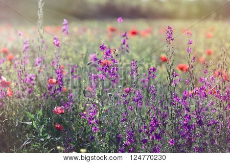 Purple flowers in spring meadow - wild flowers in meadow lit by sunlight