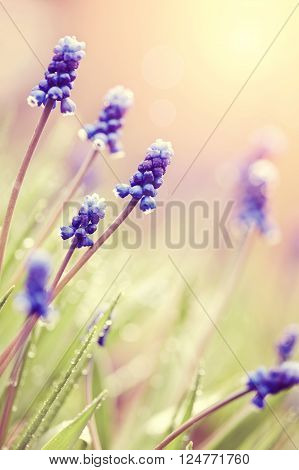 Blue blossoming muskari in dew drops since morning in the spring