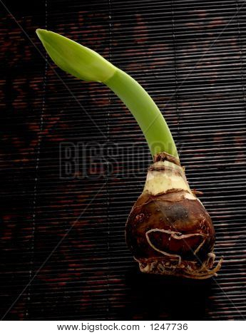 Taller Amaryllis Sprout