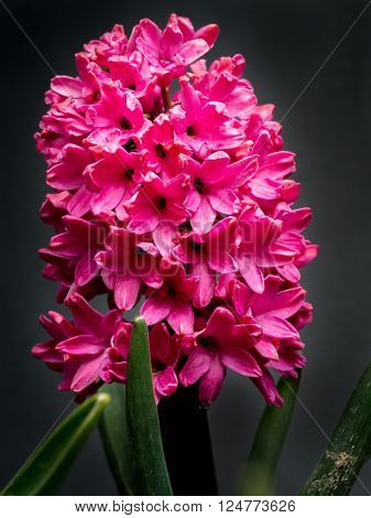 Lilac hyacinth in blossom on bkack background