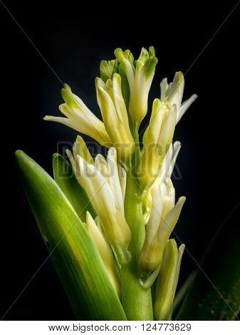 White hyacinth in blossom on bkack background
