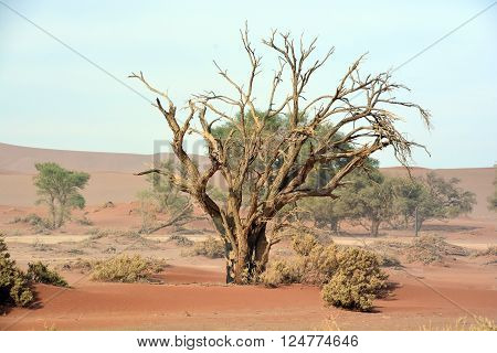 Dead tree in Deadvlei is a white clay pan located near the more famous salt pan of Sossusvlei inside the Namib-Naukluft Park in Namibia. Also written DeadVlei or Dead Vlei, its name means 