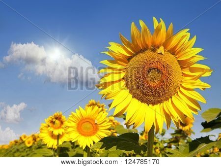 sunflowers in the field. Close-up