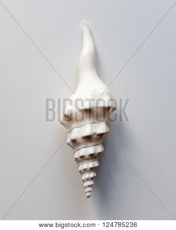 Large ocean shell like ice cream cone on white table with copy space. Top view