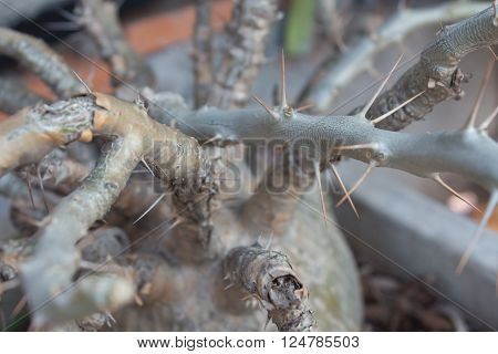 the thorns nature, white, structure, background, tree