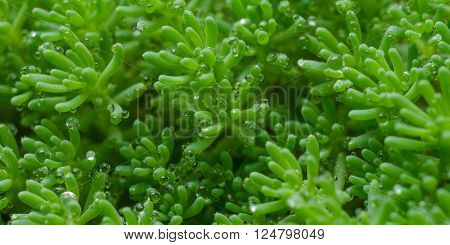 succulent moss close up in a summer city park.