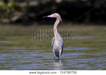 Reddish Egret (Egretta rufescens) scans its surroundings
** Note: Visible grain at 100%, best at smaller sizes
