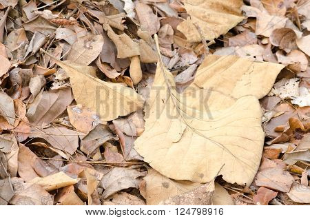 green leaf background in forest have many species flora . background have many colour in frame
** Note: Visible grain at 100%, best at smaller sizes