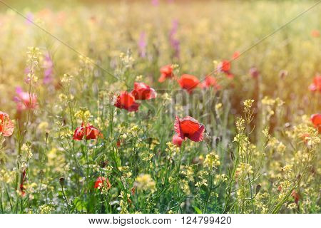 Red poppy flower in a field of rapeseed - meadow flowers in spring