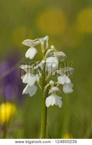 White Green-winged Orchid - Anacamptis morio
Grassland flower