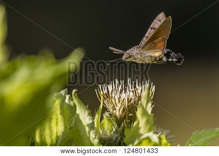 A hummingbird hawkmoth suckles on a flower