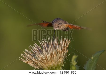 A hummingbird hawkmoth suckles on a flower