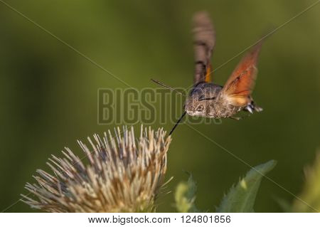 A hummingbird hawkmoth suckles on a flower