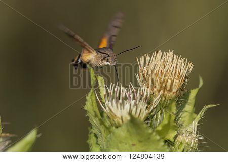 A hummingbird hawkmoth suckles on a flower