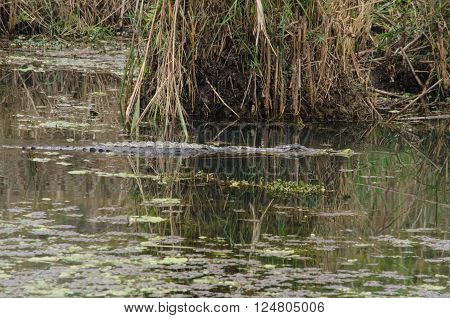 Crocodile Are Semiaquatic And Tend To Congregate In Freshwater Habitats Such As River, Lakes, Wetlan