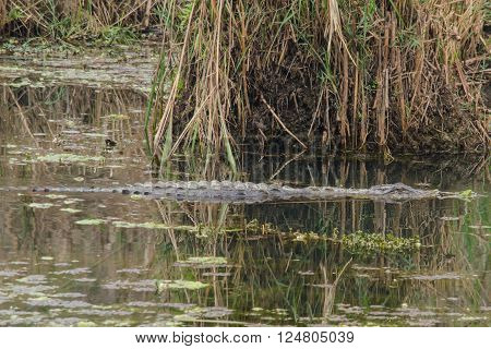 crocodiles or true crodiles are large aquatic reptiles that live throughout the tropics in africa asia the americas and australia order Crocodilia which includes Tomistoma the alligators and caimans the gharials and all other living and fossil Crocodylomo