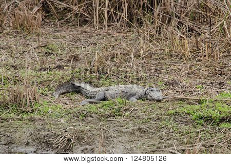 crocodiles or true crodiles are large aquatic reptiles that live throughout the tropics in africaasia the americas and australia order Crocodilia which includes Tomistoma the alligators and caimans the gharials and all other living and fossil Crocodylomor