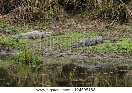 Crocodile Are Semiaquatic And Tend To Congregate In Freshwater Habitats Such As River, Lakes, Wetlan