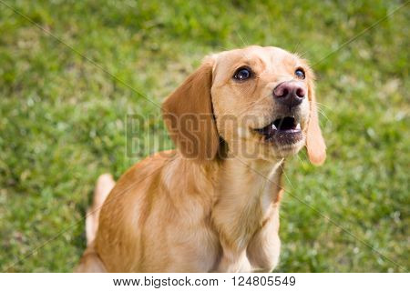 Young light brown dog relaxing on the huge botanic garden during lovely spring / summer sunny weather; looking happy (focus on eyes)