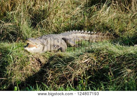 Crocodile Are Semiaquatic And Tend To Congregate In Freshwater Habitats Such As River, Lakes, Wetlan