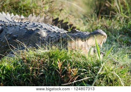Crocodile Are Semiaquatic And Tend To Congregate In Freshwater Habitats Such As River, Lakes, Wetlan