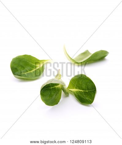 Green leaves of valeriana salad on white, shallow FOD