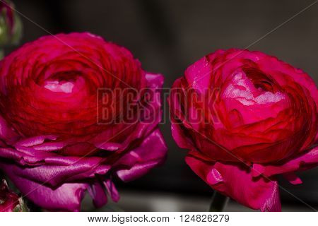 blossomingred persian ranunculud against a black background
