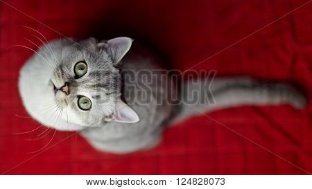 Gray British Shorthair on the red bed.