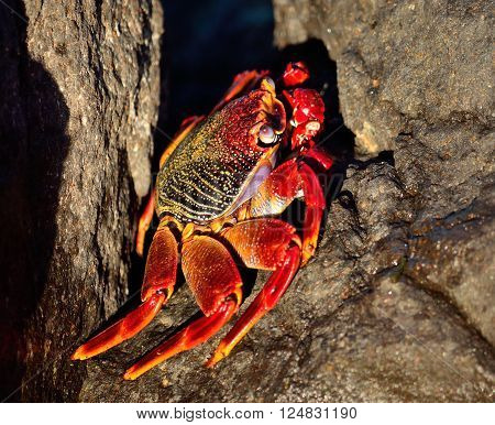 Large red crab hidden among the stones