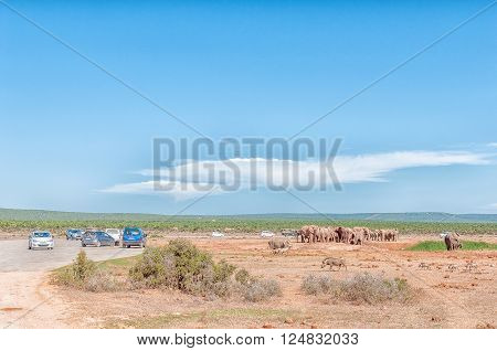 ADDO ELEPHANT NATIONAL PARK, SOUTH AFRICA - FEBRUARY 23, 2016: Tourists viewing a large group of elephants at Hapoor Dam
