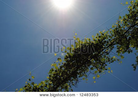 Ponte di foglia contro il sole