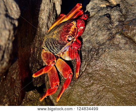 Large red crab hidden among the stones