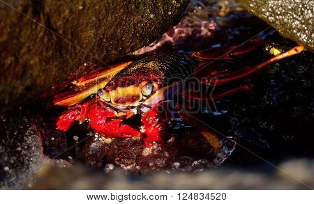 Large red crab hidden among the stones